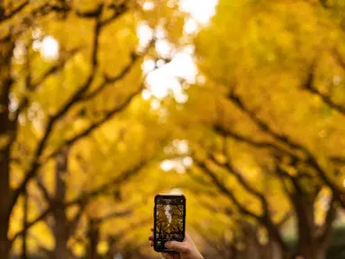 Seorang pengunjung mengambil gambar pohon ginkgo dalam warna musim gugur di Taman Luar Kuil Meiji di Tokyo, Kamis (18/11/2021). Pada pertengahan bulan November, barisan pohon ginkgo yang ada di taman ini akan berubah warna menjadi kuning keemasan. (Philip FONG / AFP)