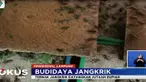 Proses budidayanya ternyata cukup mudah, bibit Jangkrik ditelurkan dan di masukkan kedalam kotak hingga menetas.