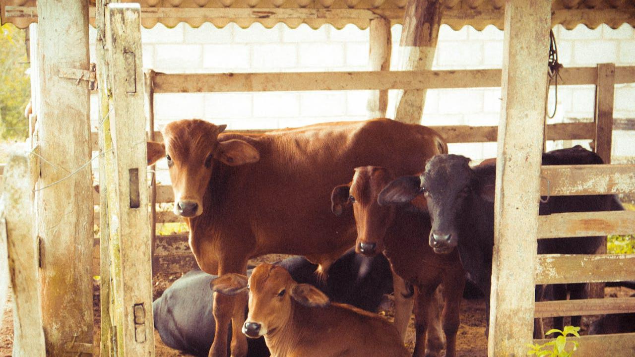 Dampak Stres pada Kambing dan Sapi terhadap Kualitas Daging