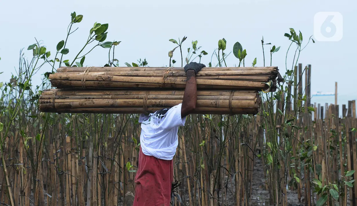 Tanaman mangrove ini juga telah berhasil mengurangi emisi karbon sebesar 3.800 Ton CO2 per tahun. (merdeka.com/Imam Buhori)