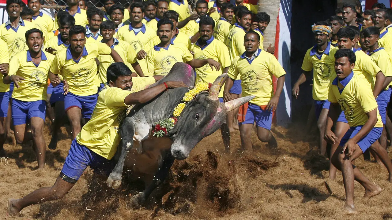 Festival Jallikattu