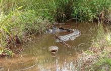 Unggah Foto Buaya Buatan AI di Singapura, Warga Myanmar Terancam Dipenjara
