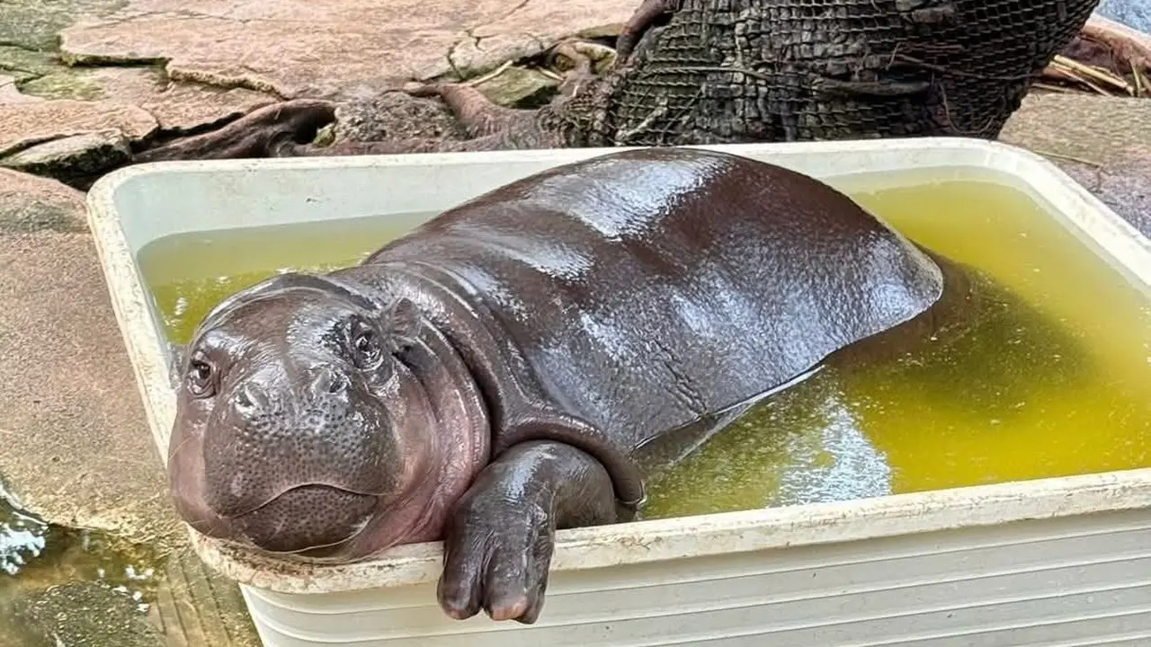 Moo Deng Si Kuda Nil Kerdil Viral Lagi Usai Fotonya Berendam di Kolam Penuh Feses Beredar di Medsos