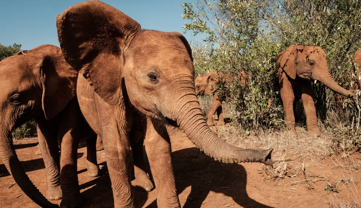 Gajah-gajah yatim berjalan di panti asuhan gajah David Sheldrick Wildlife Trust di Nairobi, 12 Maret 2019. Panti itu menerima gajah piatu dari seluruh penjuru Kenya, kebanyakan korban perburuan liar atau konflik manusia-margasatwa. (Yasuyoshi CHIBA/AFP)