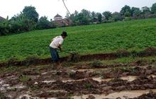 Petani Menes Pandeglang Mulai Garap Tanam Ubi Jalar, Optimis Tingkatkan Ekonomi Daerah