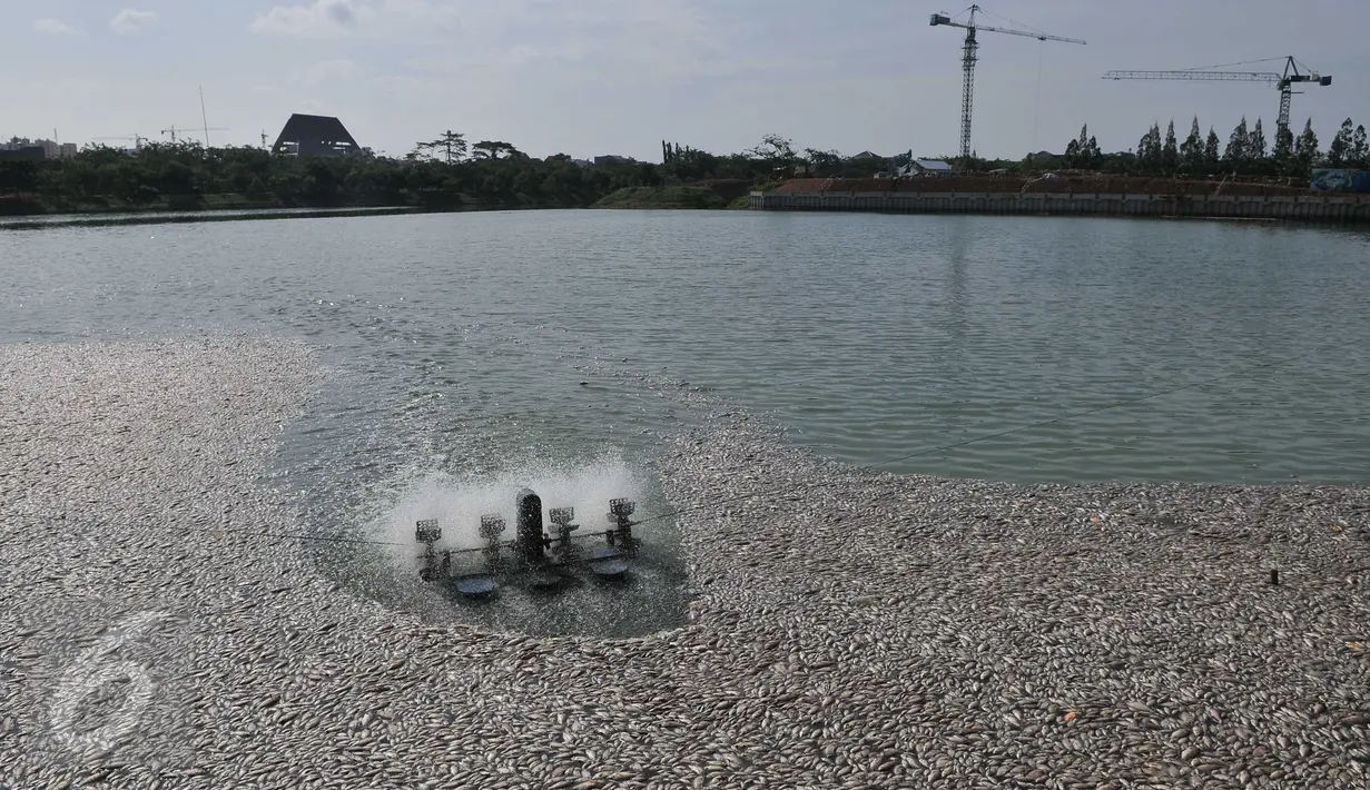 Ribuan ikan mati dan terapung di Danau Citra 6 Perumahan Citra Garden City, Kalideres, Jakarta, Sabtu (19/12). Ribuan ikan mati diduga akibat fenomena alam yaitu perubahan cuaca yang ektrim sehingga merusak ekosistem danau. (Liputan6.com/Gempur M Surya)