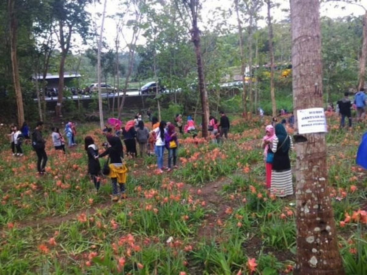 Ini kebun bunga Amarilis di Yogyakarta yang membuat heboh netizen