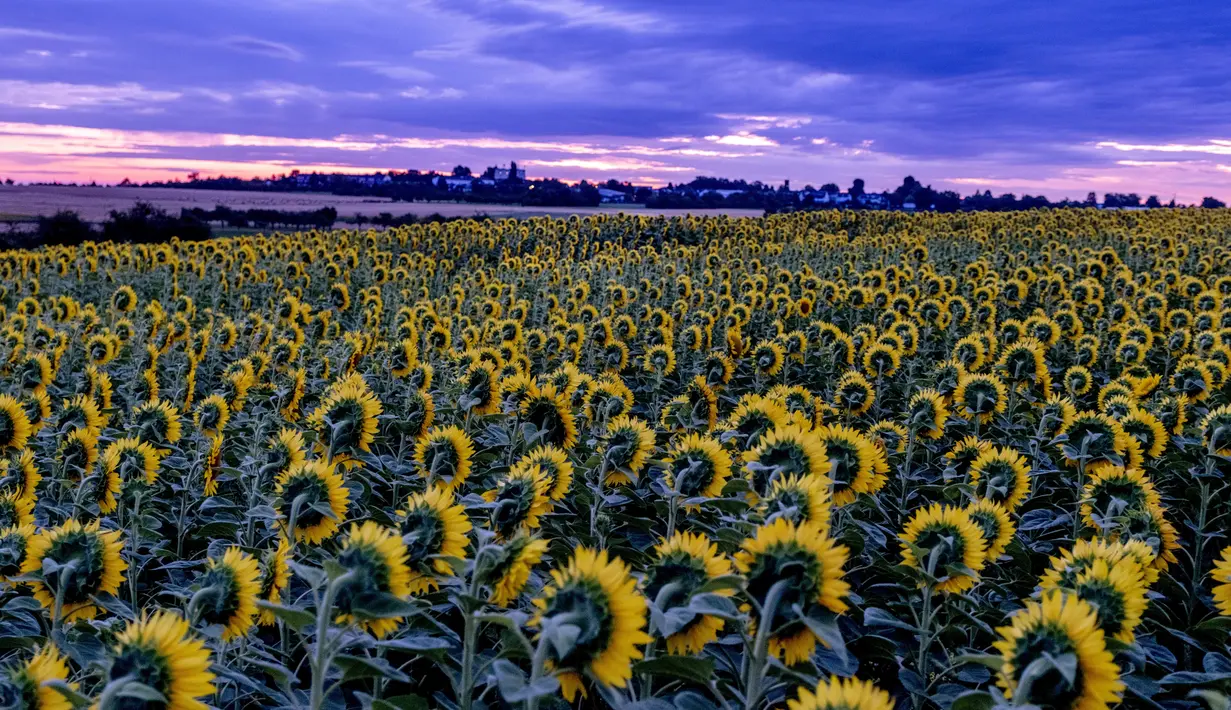 Seperti yang terdapat di sebuah ladang bunga matahari di Jerman ini. (AP Photo/Michael Probst)