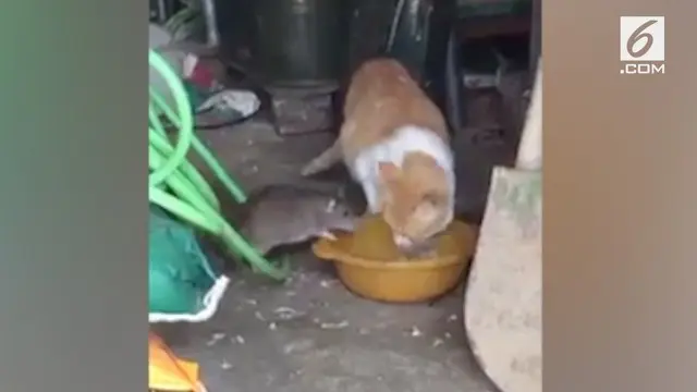 Momen unik terjadi di Kota Handan, China. Seekor kucing memberikan tempat kepada tikus untuk mengambil makanannya.