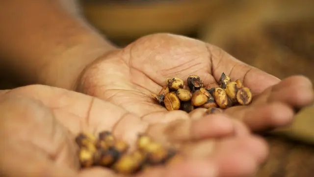 Menunjukkan kopi luwak