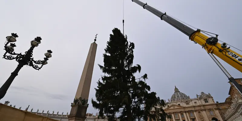 Pemasangan Pohon Natal Raksasa di Vatikan