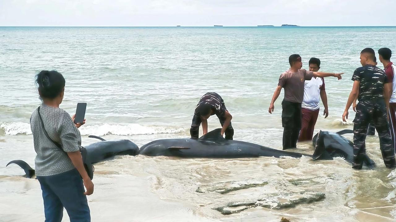 FOTO: Puluhan Paus Pilot Terdampar di Pantai Mbadokai NTT