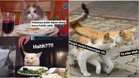Meme kucing minta dinikahi (Sumber: Instagram/sejiwatinja)