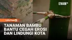 Tanaman bambu ini menjadi pelindung kota dengan berfungsi sebagai tembok hijau untuk mencegah erosi dan memperkuat struktur tanah.