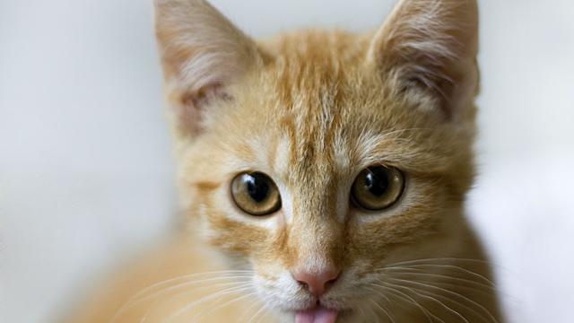 Ketahui Suasana Hati dan Emosi Kucing dari Gerakan Ekornya