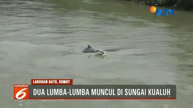Kedua lumba-lumba tersebut akan dikembalikan ke habitatnya oleh pihak BKSDA.