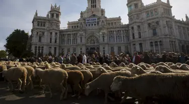 Penggembala berjalan bersama sekitar 2000 domba melewati pusat kota Madrid saat parade tahunan, Spanyol, Minggu (25/10). Para penggembala itu berdemonstrasi menentang perluasan wilayah perkotaan dan praktik-praktik pertanian modern. (REUTERS/Sergio Perez)