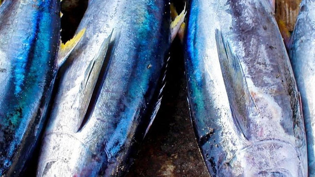 6. Ikan Tuna
