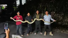 Geger Sanca Keluar Sarang dan Blokir Jalan