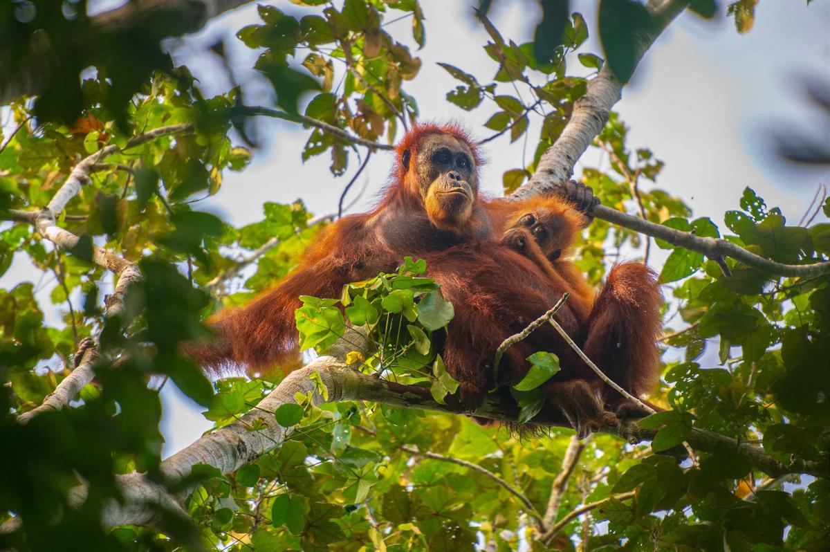 FOTO: Puluhan Orangutan Tapanuli Tewas Diterjang Longsor