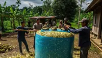 Cara Olah Kulit Durian Jadi Pakan Ternak, 7 Solusi Limbah Bernutrisi Tinggi