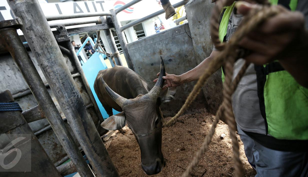 Petugas melakukan bongkar muat sapi yang baru tiba di Pelabuhan Tanjung Priok, Jakarta, Selasa (9/2). Pemerintah mendatangkan 500 ekor sapi agar bisa menekan harga daging di pasaran hingga kisaran Rp 85.000-Rp 90.000 per kg. (Liputan6.com/Faizal Fanani)