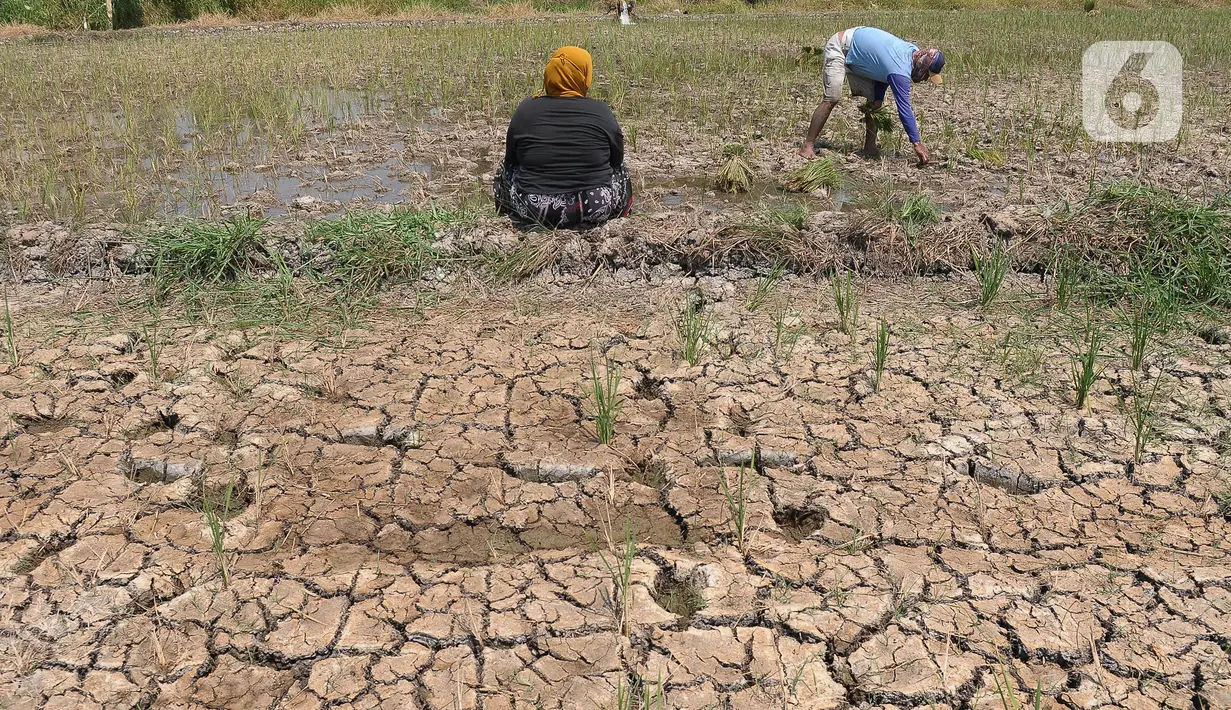 Kondisi tanah yang pecah-pecah saat petani melakukan penanaman bibit padi pada area persawahan kering di Desa Muara Bakti, Kampung Muara Sepak, Babelan, Bekasi, Jawa Barat, Selasa (5/9/2023). (merdeka.com/Imam Buhori)