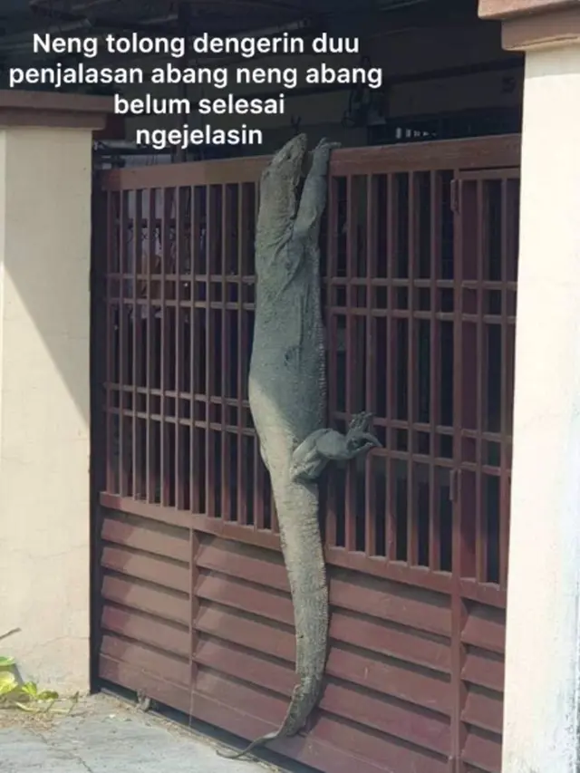 8 Meme Kocak Biawak Raksasa Memanjat Pagar Rumah