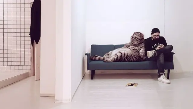 Seniman Kreatif, 8 Foto Seandainya Kucing di Dunia Berukuran Raksasa