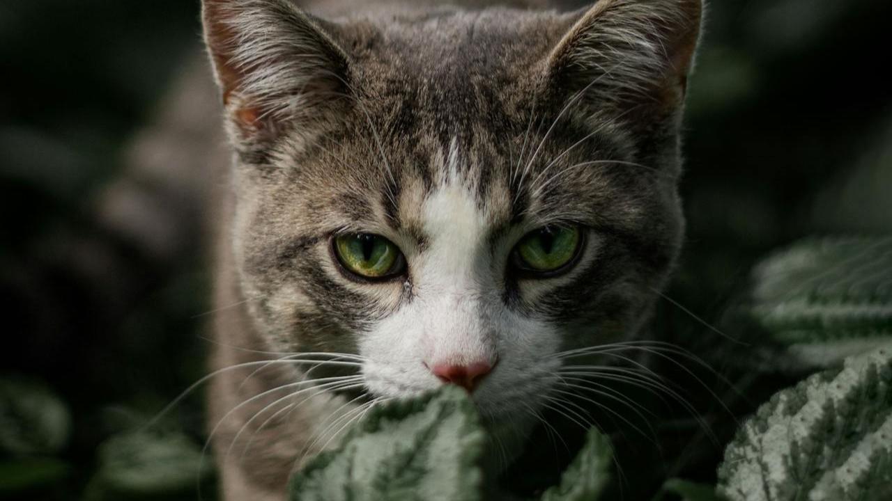 Kucing Berburu
