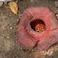 Bunga raflesia arnoldi yang diangkut seorang warga di Limau Manis dari ladangnya dan dipindah ke pekarangan rumahnya. (Dok BKSDA Sumbar)