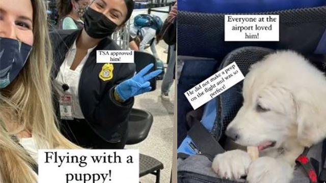 Foto Spike naik pesawat di dalam tas travelling