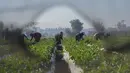 Petani Mesir terlihat melalui lubang jaring saat mereka memetik stroberi di sebuah ladang di Toukh, di luar Kairo, Rabu (18/1/2023). Mesir telah memasuki musim panen stroberi musim dingin. (AP Photo/Amr Nabil)
