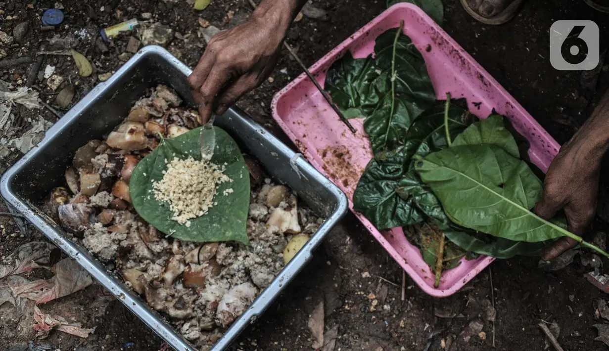 Petugas memisahkan telur lalat dari daun di kawasan Tanjung Priok, Kamis (24/6/2021). Lalat BSF memiliki waktu hidup rata-rata 7-14 hari. (merdeka.com/Iqbal S. Nugroho)