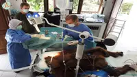 Andreas Messikommer, Ahli Bedah Asal Swiss yang Sukarela Tangani Orangutan Sumatera