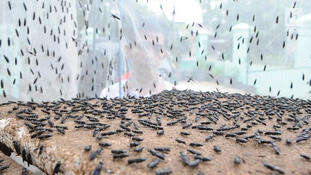 Pemerintah Muba Kerahkan Pasukan Lalat Hitam Untuk Olah Sampah