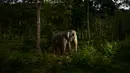 Seekor gajah Sumatera betina makan pada Hari Gajah Sedunia di Conservation Response Unit, Sampoiniet, Kabupaten Aceh Jaya, Provinsi Aceh, Rabu (12/8/2020). Hari Gajah Sedunia diperingati setiap tanggal 12 Agustus. (CHAIDEER MAHYUDDIN/AFP)