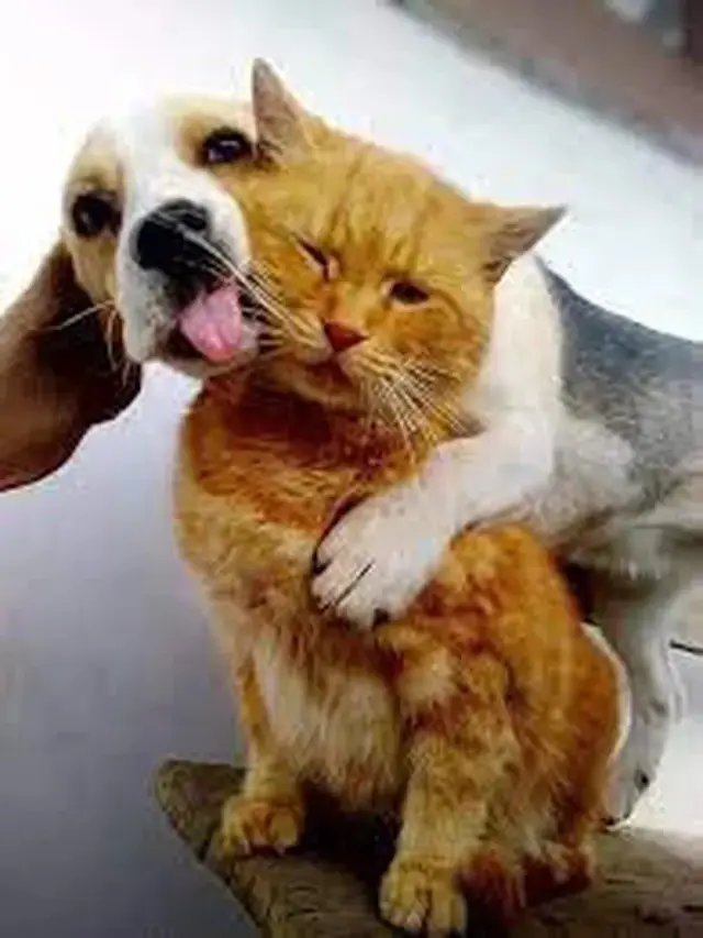 10 Potret Akrab Anjing dan Kucing yang Jadi Sahabat, Pelukan Waktu Tidur