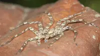 Kalau anda seorang pengidap arachnophobia, alias takut terhadap laba-laba maka anda bisa semakin paranoid dengan kehadiran laba-laba yang sa