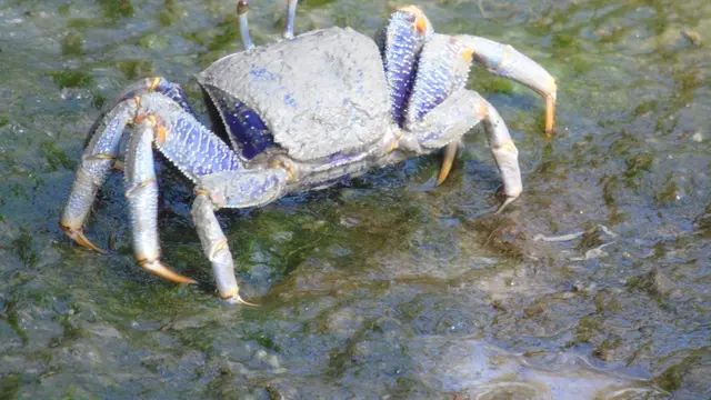 Kandidat Material Plastik Ramah Lingkungan dari Cangkang Kepiting, Masih Banyak PR