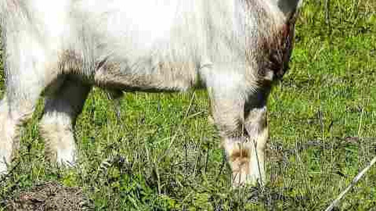 Kambing Boer