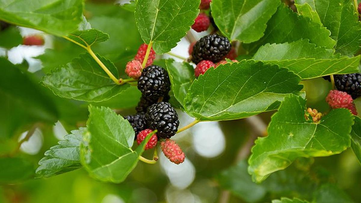 Ampuh atau Mitos? Daun Murbei Diklaim Bisa Kendalikan Gula Darah