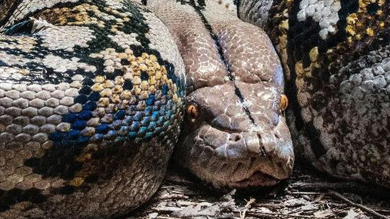 <b>6. Ular Sanca Kembang (Python Reticulatus)</b>