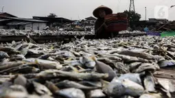 Pekerja menjemur ikan asin di kawasan Kampung Nelayan Muara Angke, Jakarta, Kamis (3/6/2021). Realisasi anggaran pemulihan ekonomi nasional (PEN) hingga 21 Mei 2021 mencapai Rp 183,98 triliun atau 26,3 persen dari total pagu anggaran sebesar Rp 699,43 triliun. (Liputan6.com/Johan Tallo)