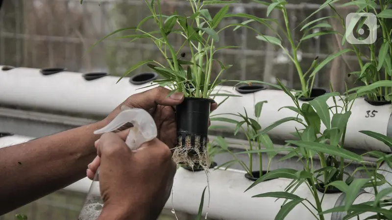 Warga Rusun Samawa Tanam Sayuran Hidroponik di Rumah Kaca
