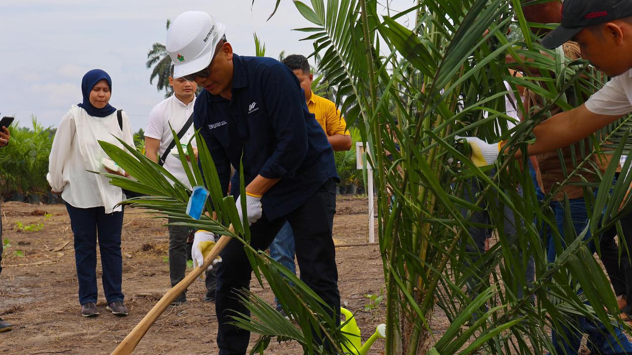 PTPN IV PalmCo Target 2,1 Juta Bibit Unggul Kelapa Sawit Bakal Diserap Petani
