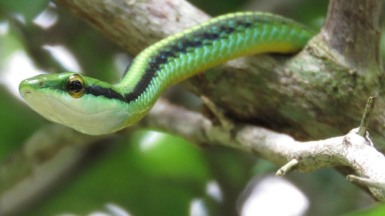Leptophis, Green snake, Vine snake image.