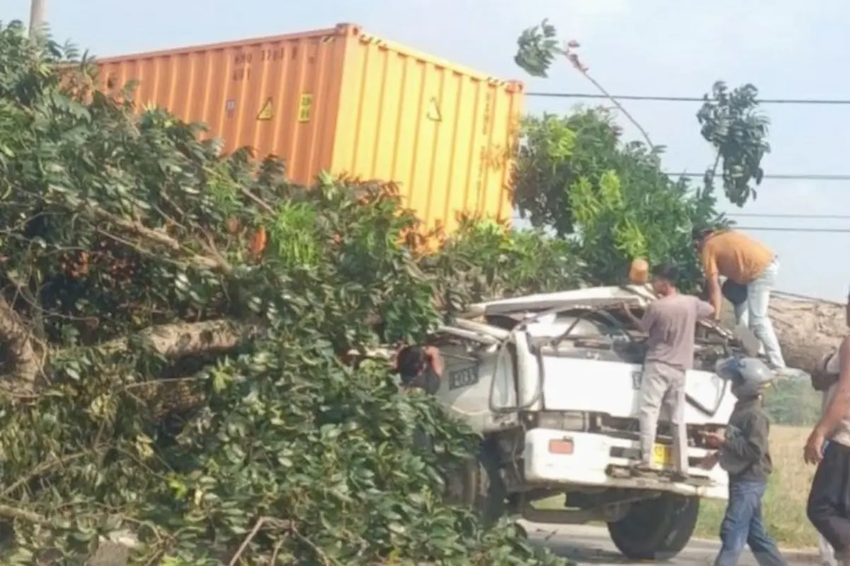 Pohon Tumbang Timpa Truk Kontainer Tewaskan 2 Orang di Karawang