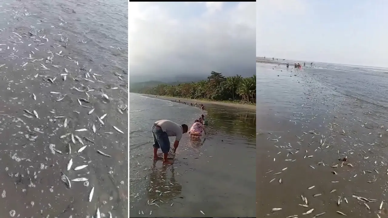Viral ribuan ikan tembang terdampar di pantai Kolaka