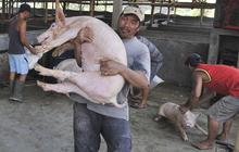 Pengusaha dan peternak babi pasrah saat kandang dibongkar Satpol PP